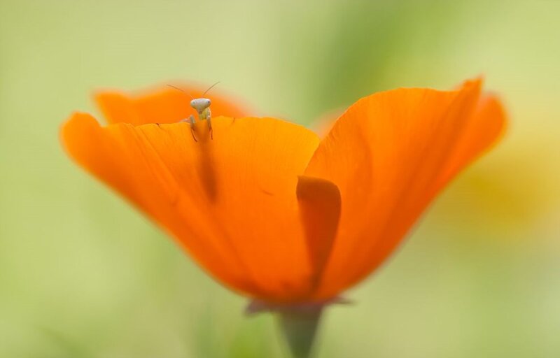 Praying Mantis on Flower — Orange