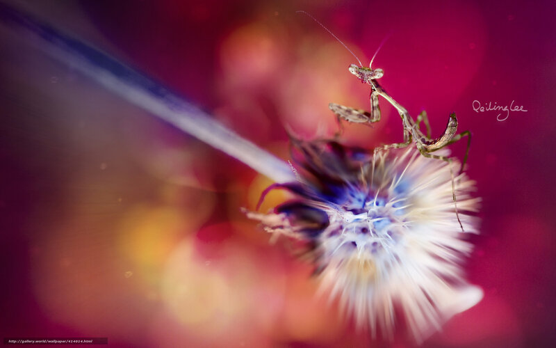 Praying Mantis on Flower — Purple, Dramatic