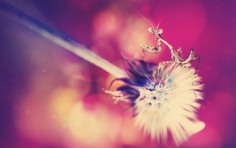 Praying Mantis on Flower — Purple