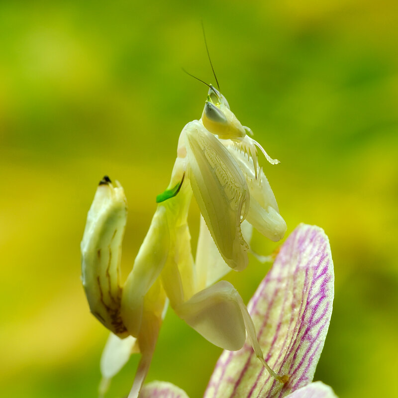 praying mantis on flower