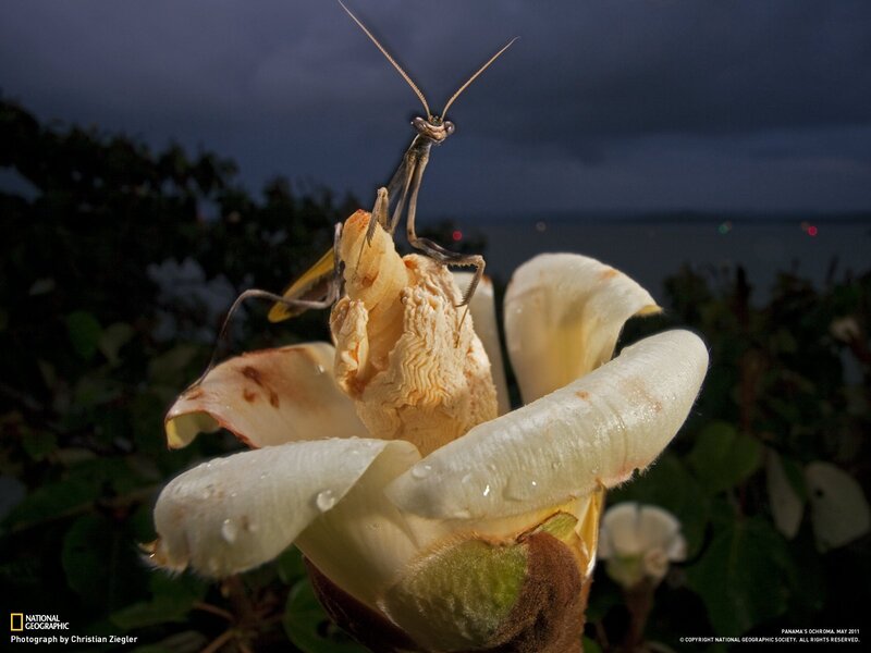 Praying Mantis on Flower — White, Dramatic