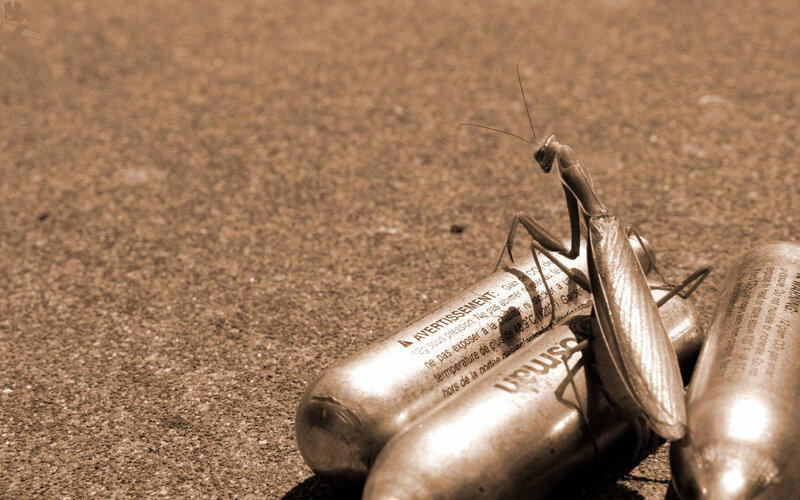 praying mantis on gas canisters