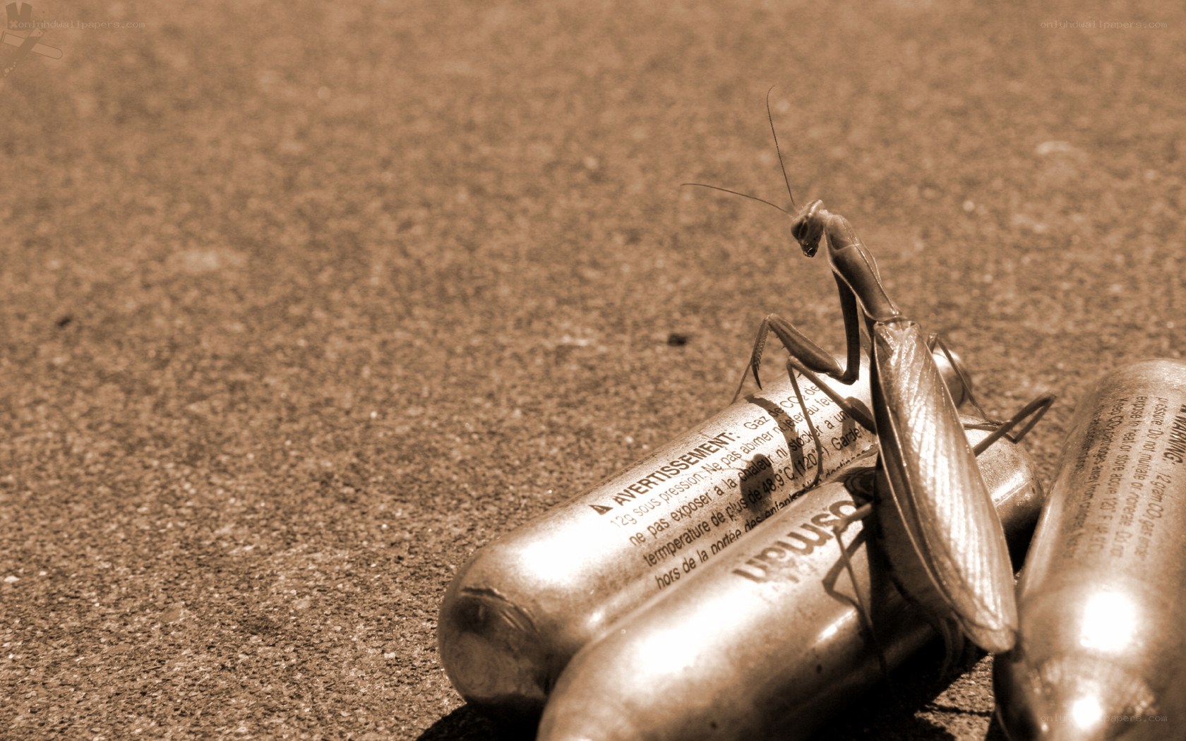 praying mantis on gas canisters