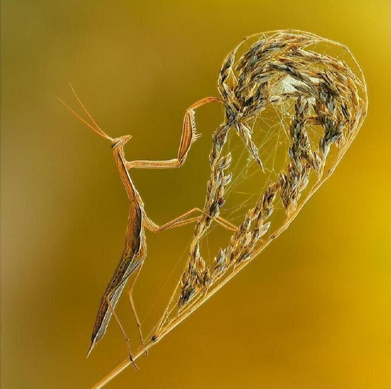 Praying Mantis on Grass