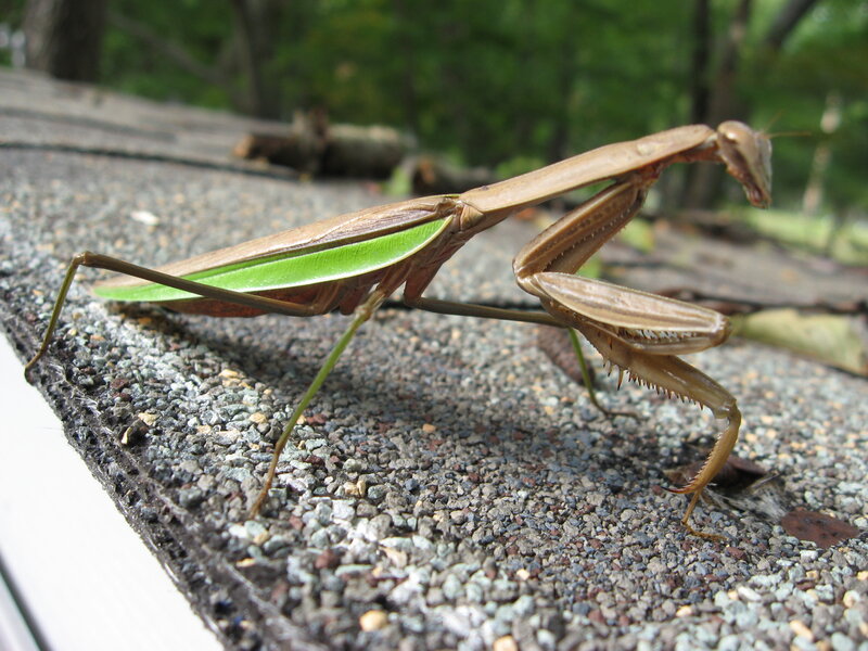Praying Mantis on Gravel