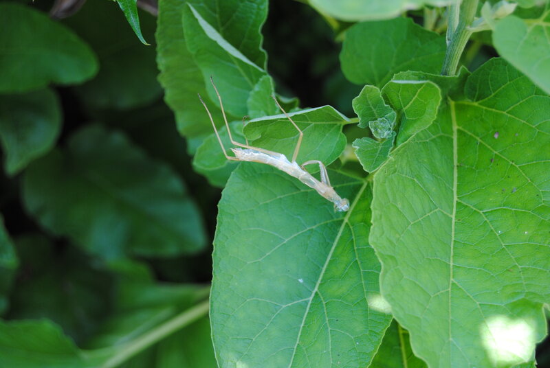 praying mantis on green leaf