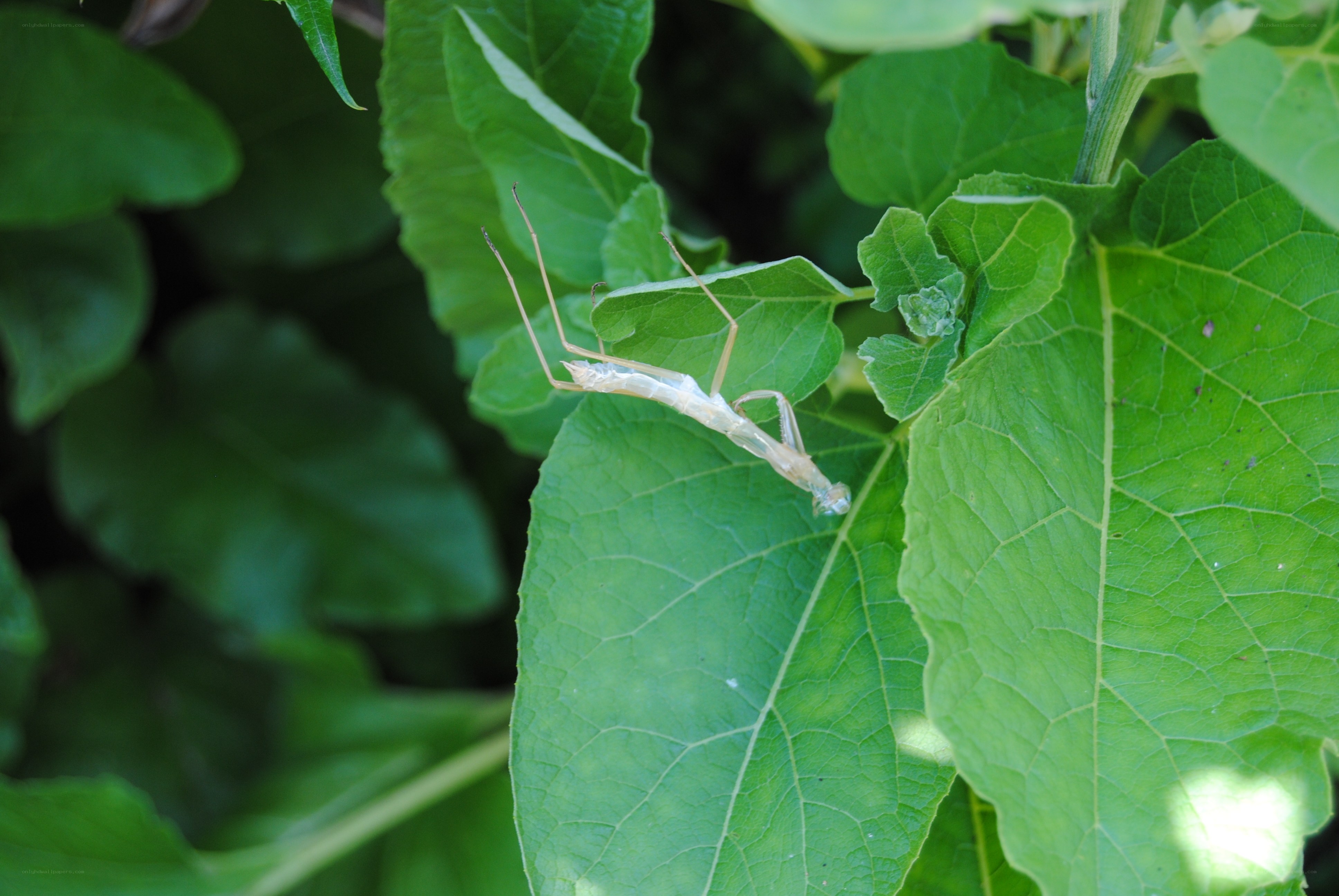 praying mantis on green leaf