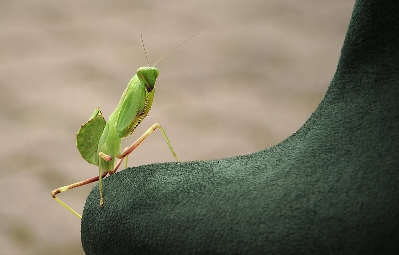 praying mantis on green surface
