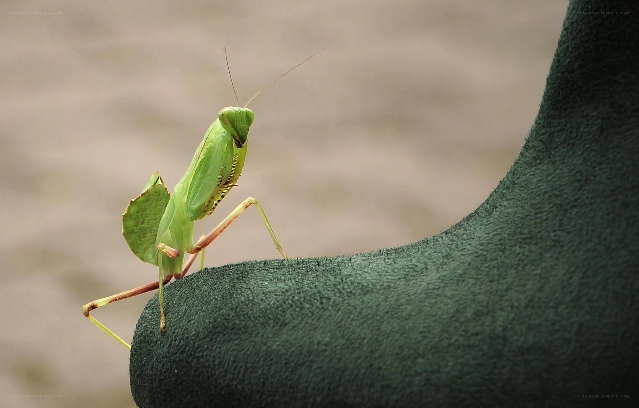 praying mantis on green surface