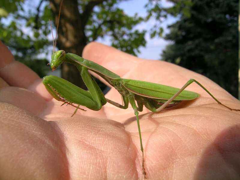 praying mantis on hand