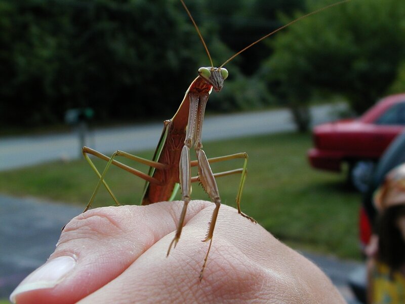 praying mantis on hand