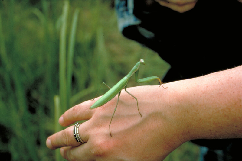praying mantis on hand