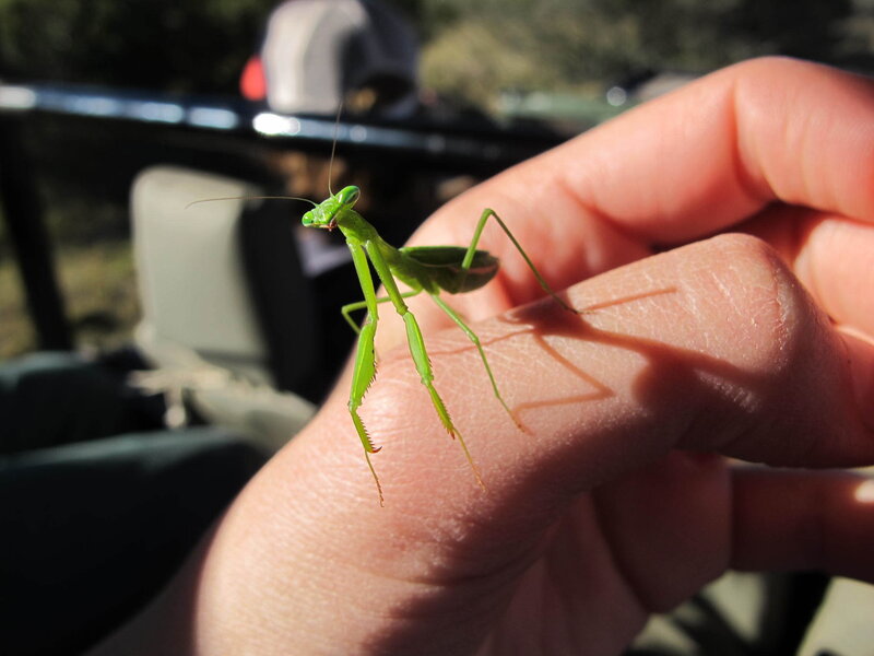praying mantis on hand