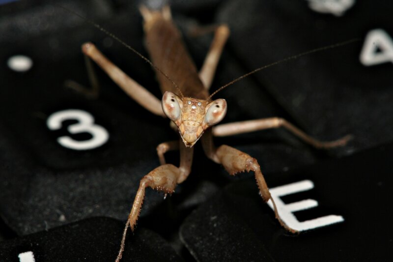praying mantis on keyboard