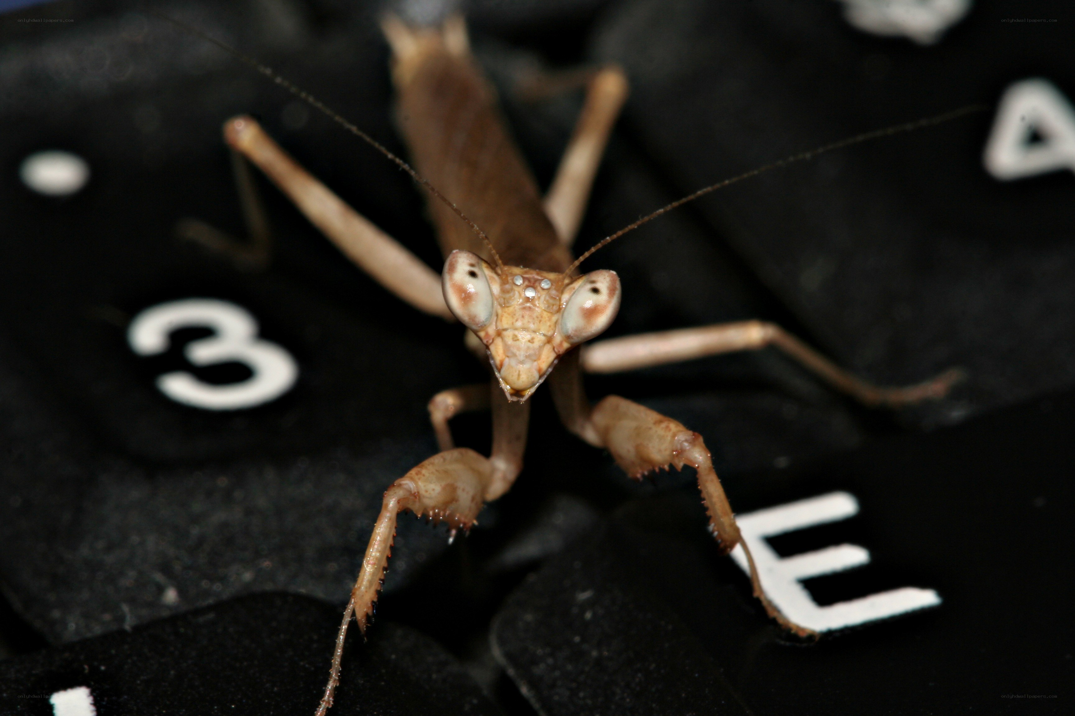 praying mantis on keyboard
