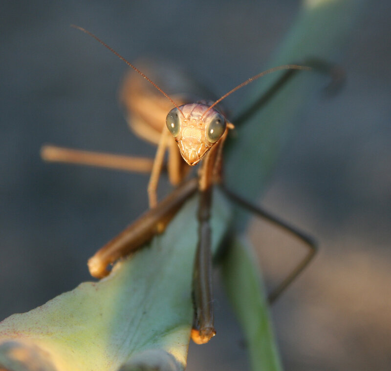 praying mantis on leaf