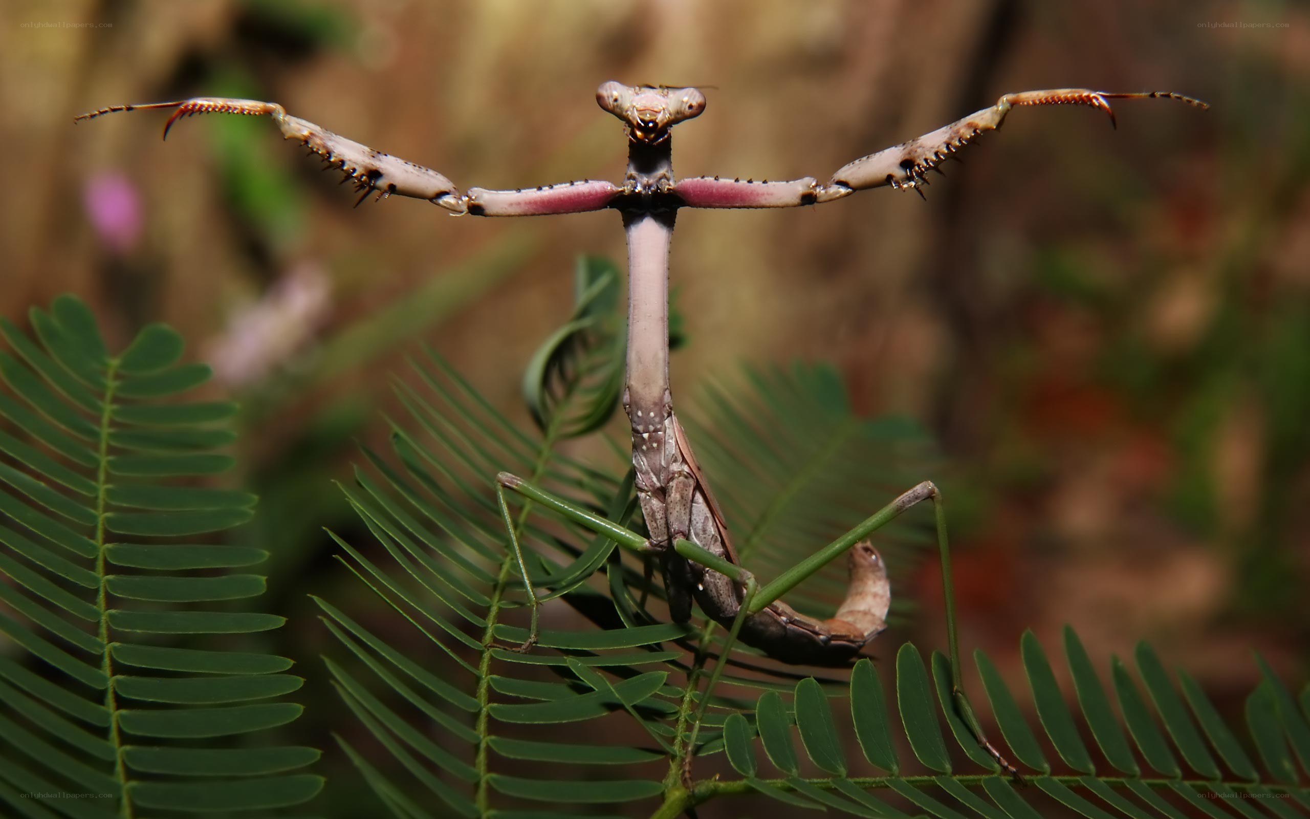 praying mantis on leaf
