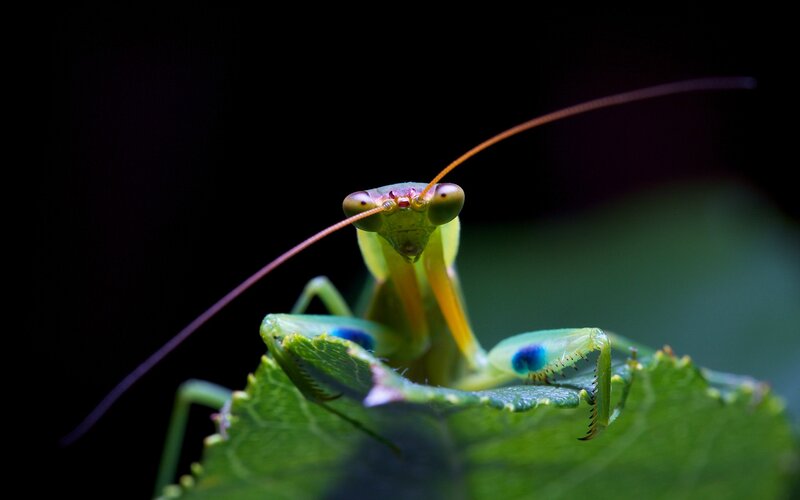 praying mantis on leaf