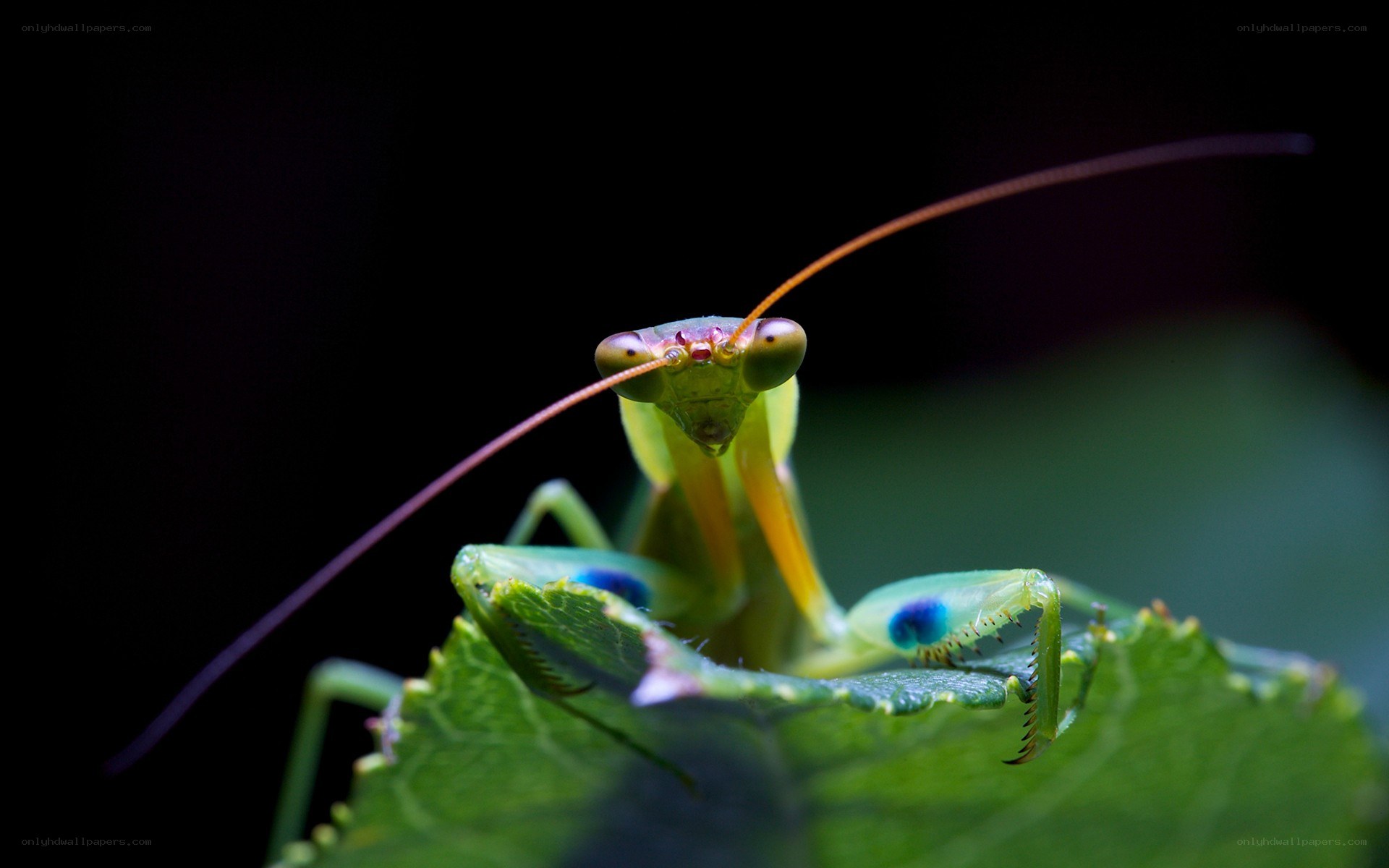 praying mantis on leaf