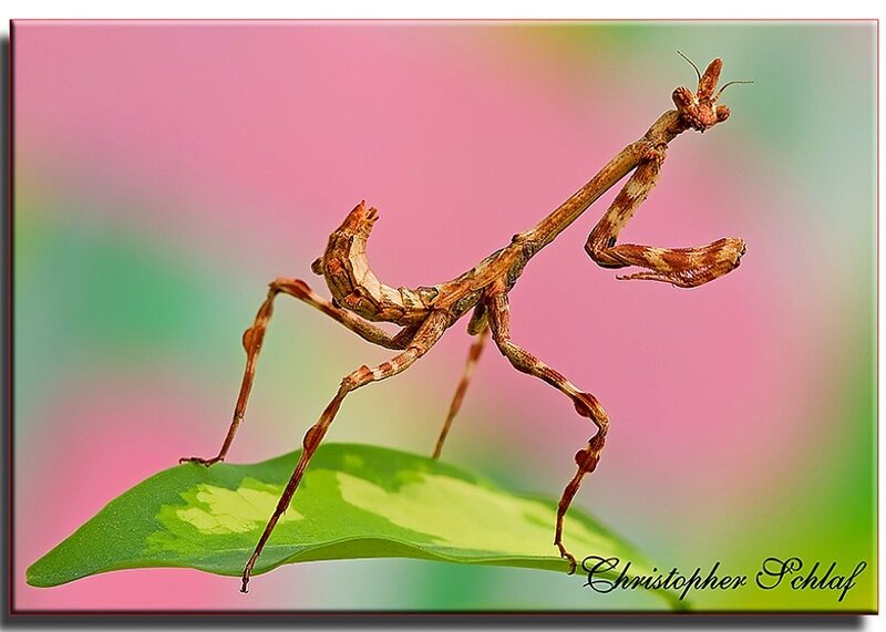 praying mantis on leaf