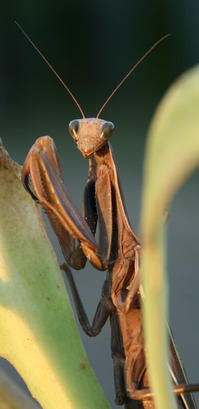 Praying Mantis on Leaf — Brown