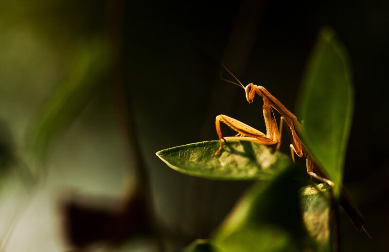 Praying Mantis on Leaf — Green, Dramatic