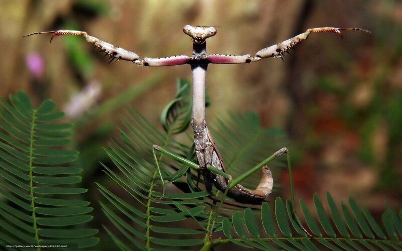 Praying Mantis on Leaf — Green, Natural, Afternoon
