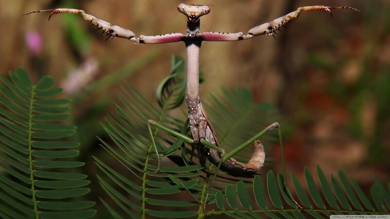 Praying Mantis on Leaf — Green, Natural