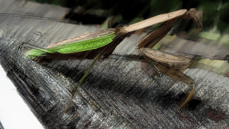 Praying Mantis on Leaf — Green