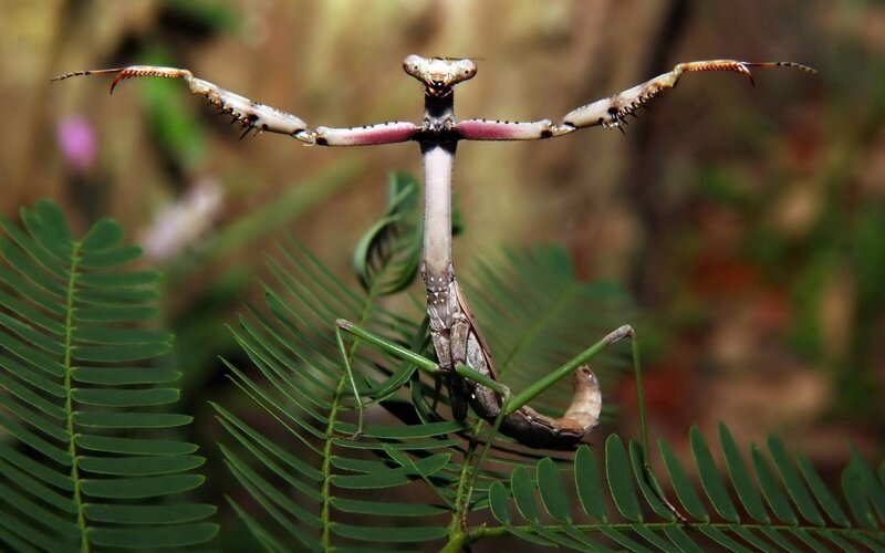 praying mantis on leaf