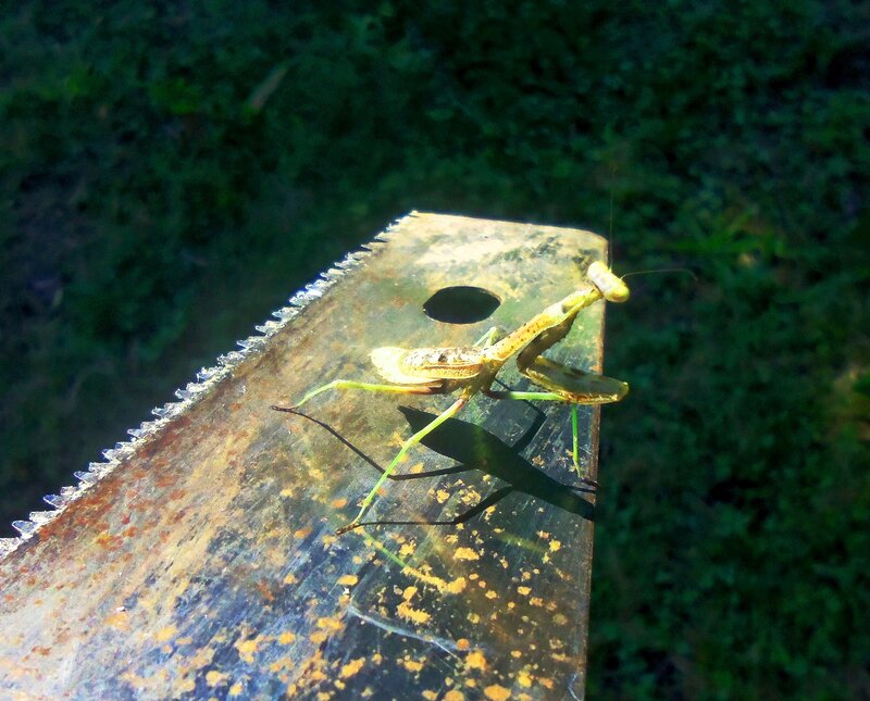 Praying Mantis on Metal