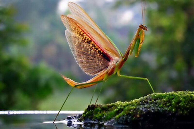 Praying Mantis on Moss — Green, Natural