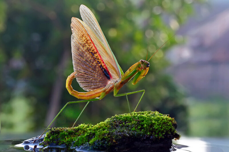 Praying Mantis on Moss — Green