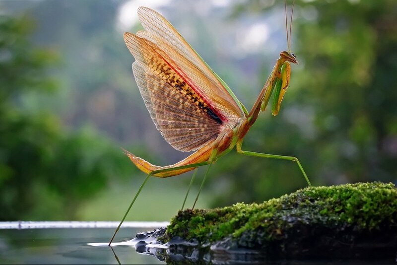 Praying Mantis on Moss