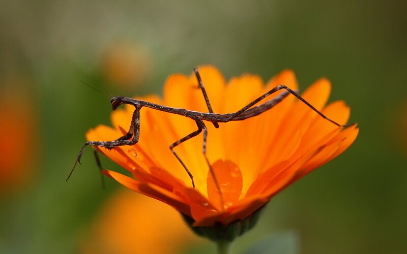 praying mantis on orange flower