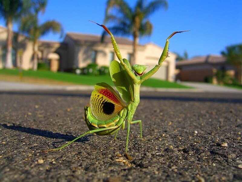 praying mantis on pavement