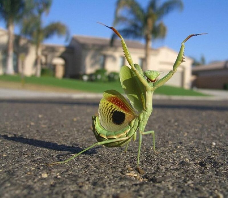 praying mantis on pavement