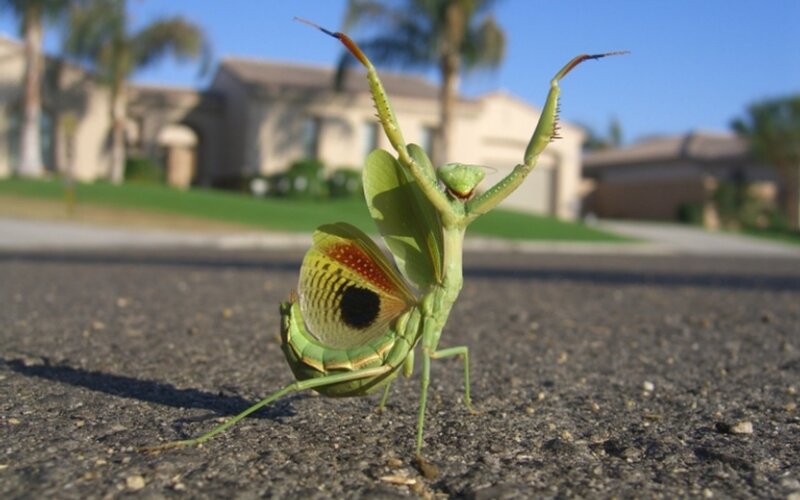 praying mantis on pavement