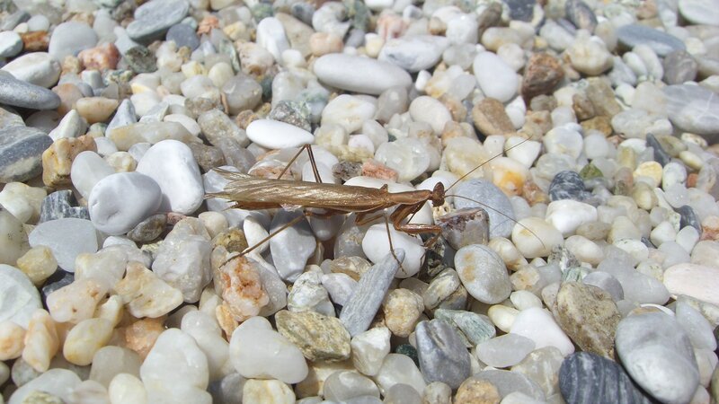 praying mantis on pebbles