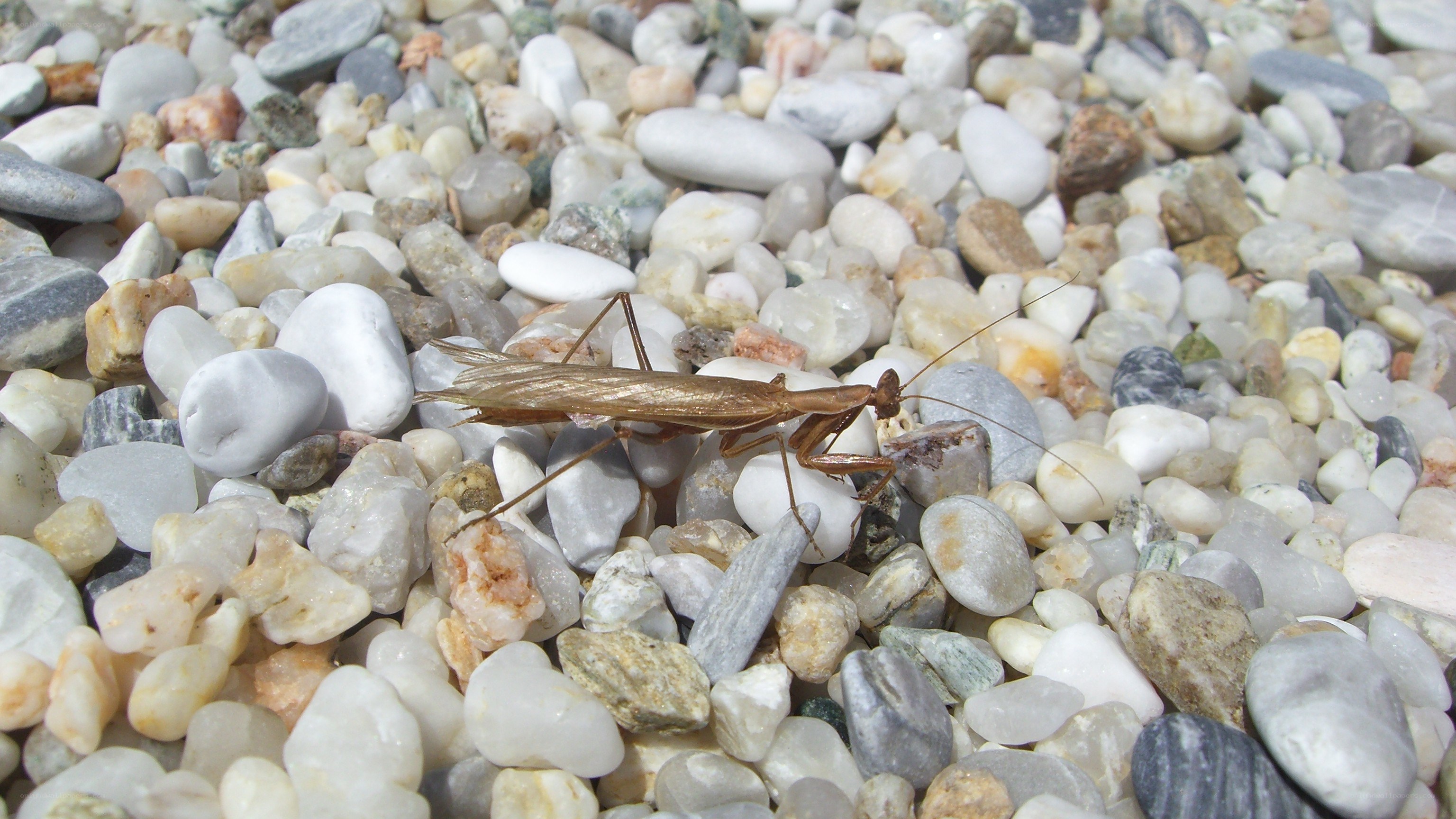 praying mantis on pebbles