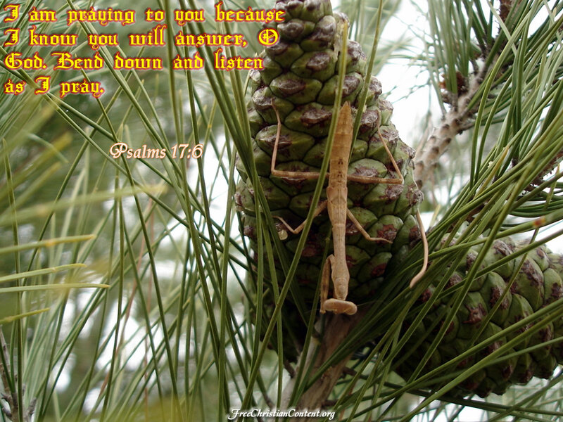 praying mantis on pine cone