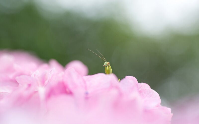 praying mantis on pink flower