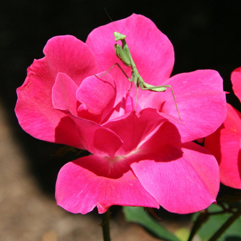 praying mantis on pink rose