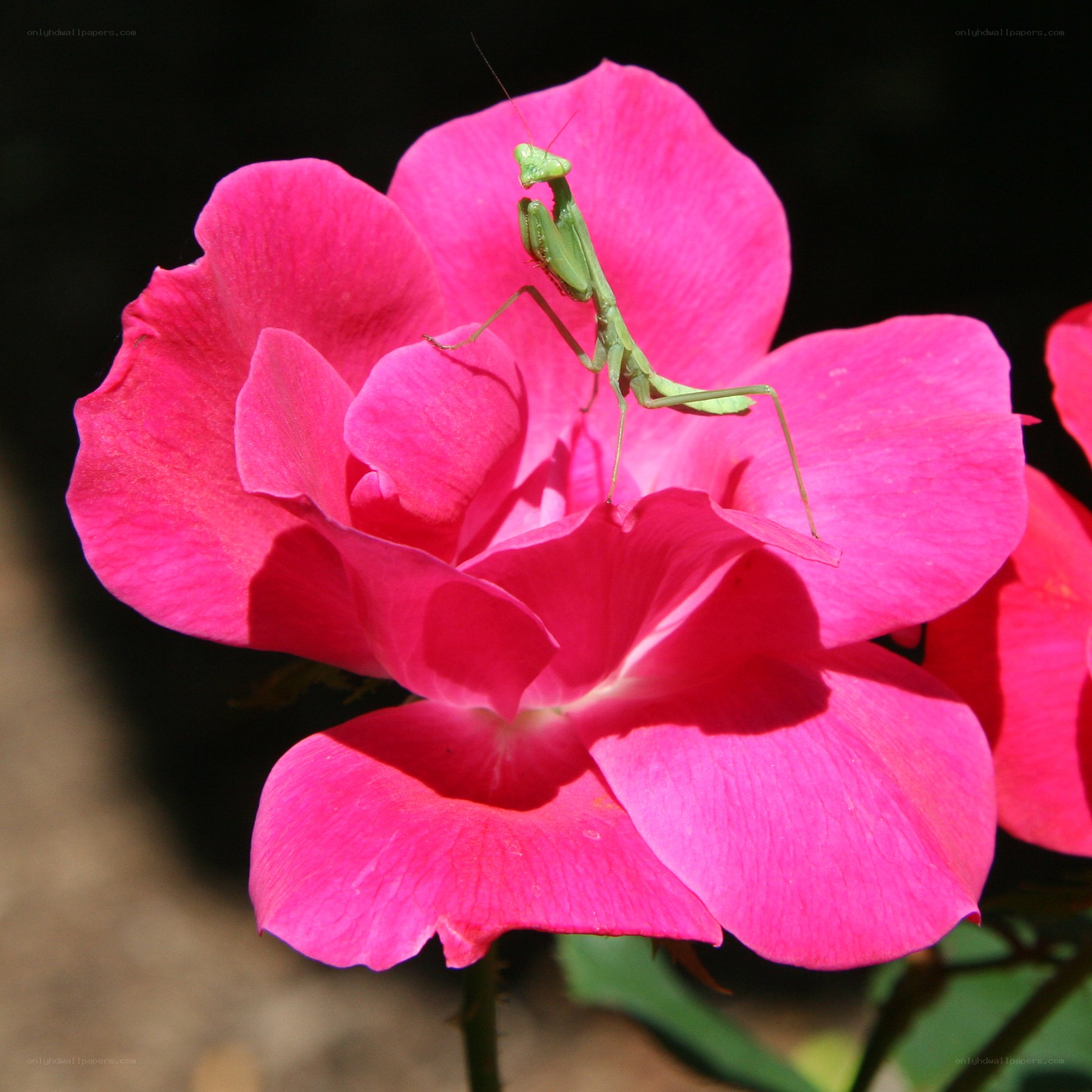 praying mantis on pink rose