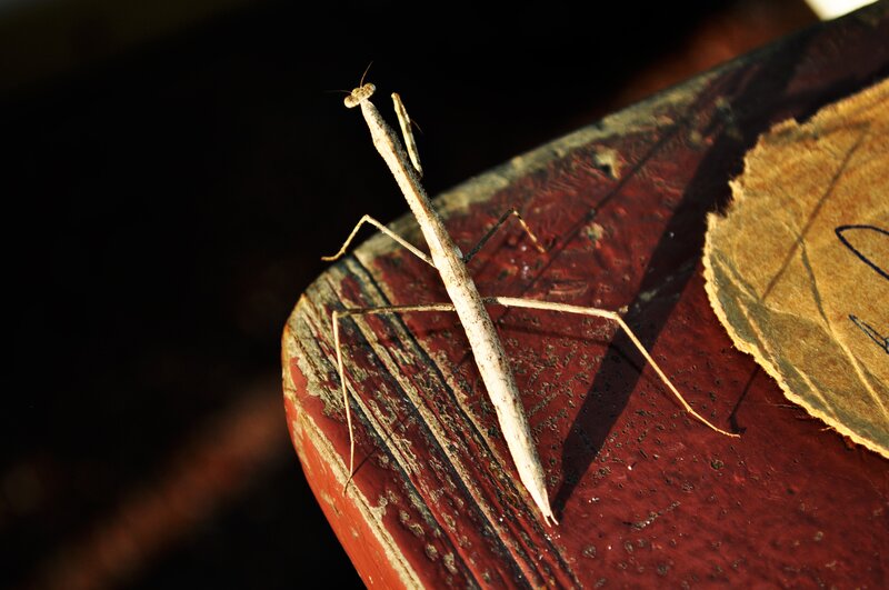 praying mantis on red surface
