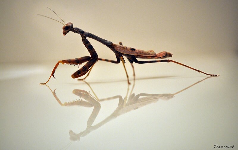 praying mantis on reflective surface