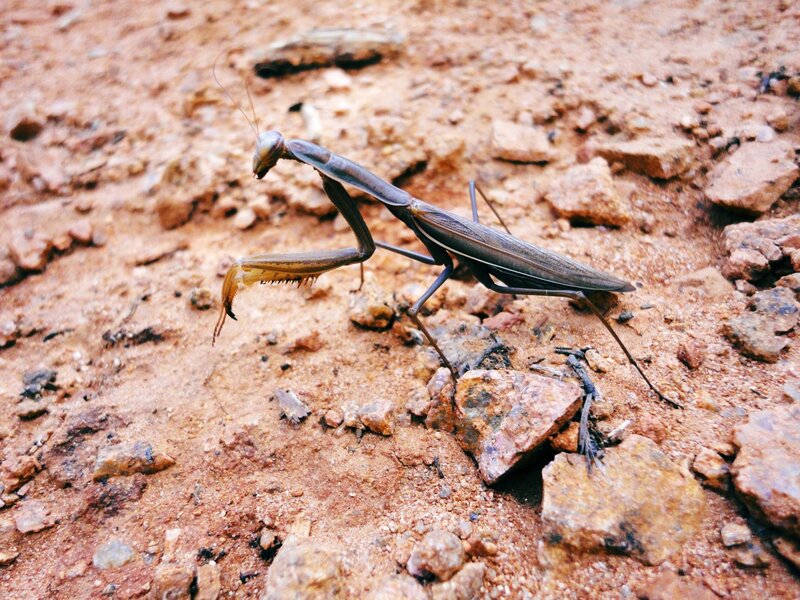 praying mantis on rocky ground
