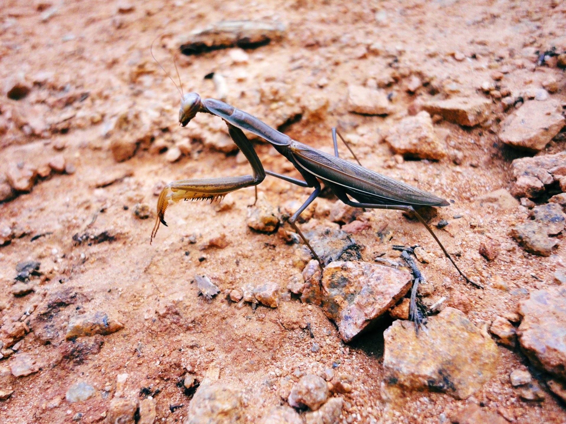 praying mantis on rocky ground