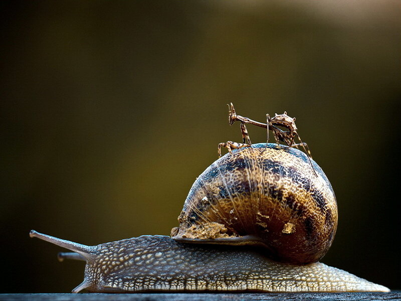 Praying Mantis on Snail