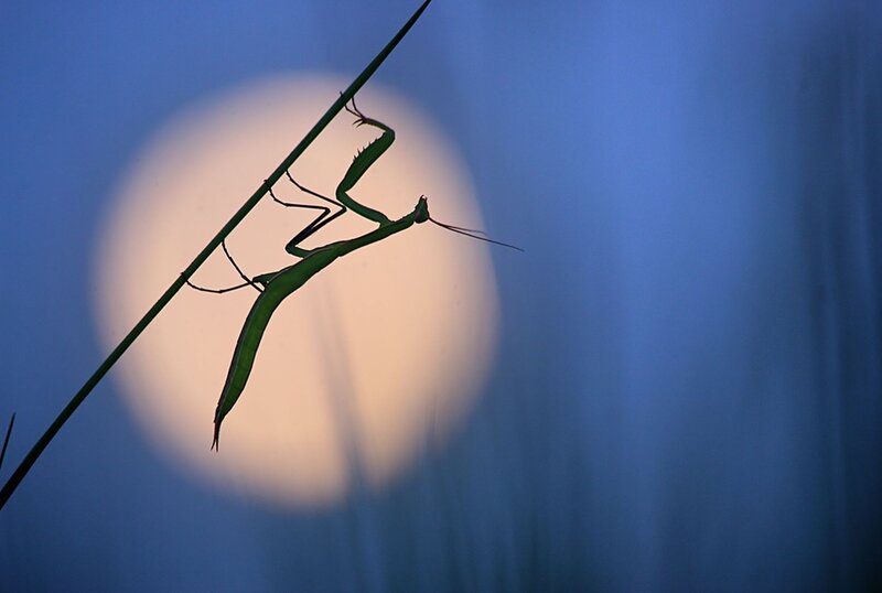 Praying Mantis on Stem